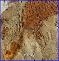 Extremely rare unknown mystery fossil softbody sea pen animal or plant